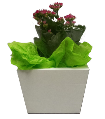 Bouquet Slant (50 per carton)