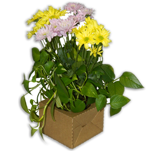 Bouquet Natural (50 per carton)