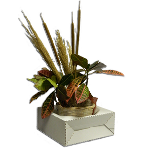Plant (25 per carton)